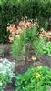 Photo of Genus=Lilium&Species=superbum&Common=Turk's Cap Lily&Cultivar=
