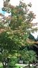Photo of Genus=Acer&Species=japonicum&Common=&Cultivar=aconitifoliun