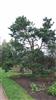 Photo of Genus=Pinus&Species=strobus&Common=Contorted White Pine&Cultivar='Contorta'