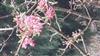 Photo of Genus=Viburnum&Species=grandiflorum&Common=&Cultivar=