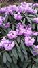 Photo of Genus=Rhododendron&Species=davidii&Common=&Cultivar=