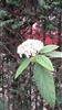 Photo of Genus=Viburnum&Species=buddleifolium&Common=&Cultivar=