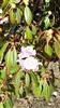 Photo of Genus=Rhododendron&Species=rubiginosum&Common=&Cultivar=