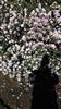 Photo of Genus=Rhododendron&Species=racemosum&Common=&Cultivar=