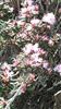 Photo of Genus=Rhododendron&Species=pubescens&Common=&Cultivar=