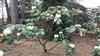 Photo of Genus=Rhododendron&Species=macabeatum&Common=&Cultivar=