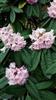 Photo of Genus=Rhododendron&Species=pudorosum&Common=&Cultivar=