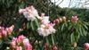 Photo of Genus=Rhododendron&Species=morii&Common=&Cultivar=