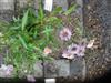Photo of Genus=Aster&Species=foliaceus&Common=bladstjarna&Cultivar=
