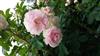 Photo of Genus=Rosa&Species=rugosa&Common=Ritausma&Cultivar=