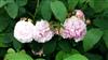 Photo of Genus=Rosa&Species=gallica&Common=&Cultivar=iilampi 