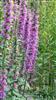 Photo of Genus=Lythrum&Species=scalaria&Common=mararljos&Cultivar=