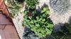 Photo of Genus=Salvia&Species=sclarea&Common=&Cultivar=