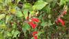 Photo of Genus=Salvia&Species=miniata&Common=fernald&Cultivar=