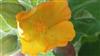 Photo of Genus=Abutilon&Species=grandifolium&Common=&Cultivar=sweet abutilon
