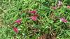 Photo of Genus=Salvia&Species=buchananii&Common=hedge&Cultivar=