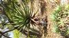 Photo of Genus=Aloe&Species=castanea&Common=transvaal&Cultivar=