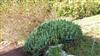 Photo of Genus=Euphorbia&Species=resinifera&Common=&Cultivar=