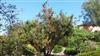 Photo of Genus=Juniperus&Species=oxycedrus&Common=&Cultivar=