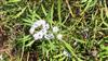 Photo of Genus=Globularia&Species=salicina&Common=&Cultivar=