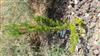 Photo of Genus=Erica&Species=arborea&Common=&Cultivar=