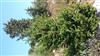 Photo of Genus=Juniperus&Species=drupaceae&Common=&Cultivar=