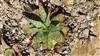 Photo of Genus=Aloe&Species=grandidentata&Common=&Cultivar=