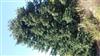 Photo of Genus=Artemisia&Species=pedemontana&Common=&Cultivar=