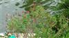 Photo of Genus=Salvia&Species=leucantha&Common=&Cultivar=