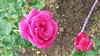 Photo of Genus=Rosa&Species=spp&Common=&Cultivar=imaginaire parfume