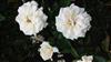 Photo of Genus=Rosa&Species=spp&Common=&Cultivar=jardins de bagatelle