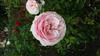 Photo of Genus=Rosa&Species=spp&Common=&Cultivar=gardentaume