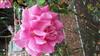 Photo of Genus=Rosa&Species=spp&Common=&Cultivar=caprice de meilland