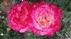 Photo of Genus=Rosa&Species=spp&Common=&Cultivar=double delight