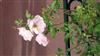 Photo of Genus=Rosa&Species=spp&Common=&Cultivar=cl baby romantica