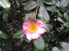 Photo of Genus=Camellia&Species=japonica&Common=&Cultivar=gosho zakura