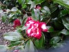 Photo of Genus=Camellia&Species=japonica&Common=&Cultivar=ville de nantz