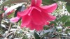 Photo of Genus=Camellia&Species=williamsii&Common=Freedom Bells Rose of Winter&Cultivar=Freedom Bells