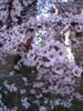 Photo of Genus=Prunus&Species=cerasifera&Common=Thundercloud Cherry Plum or Thundercloud Purple-Leaf Plum&Cultivar='Thundercloud'