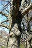 Photo of Genus=Quercus&Species=bicolor&Common=Swamp White Oak&Cultivar=
