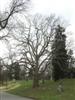 Photo of Genus=Quercus&Species=muehlenbergii&Common=Chinkapin Oak&Cultivar=