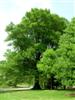 Photo of Genus=Quercus&Species=phellos&Common=Willow Oak&Cultivar=