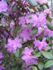 Photo of Genus=Rhododendron&Species='PJM'&Common=PJM Hybrid Rhododendron&Cultivar=