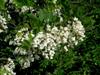 Photo of Genus=Robinia&Species=pseudoacacia&Common=Black Locust&Cultivar=