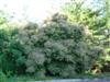 Photo of Genus=Cotinus&Species=coggygria&Common=Smoketree or Smokebush&Cultivar=