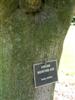 Photo of Genus=Sorbus&Species=alnifolia&Common=Korean Mountain Ash&Cultivar=
