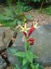 Photo of Genus=Spigelia&Species=marilandica&Common=Indian Pink&Cultivar=
