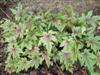 Photo of Genus=Tiarella&Species=&Common=Sugar & Spice Foamflower&Cultivar='Sugar & Spice'