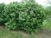 Photo of Genus=Viburnum&Species=dentatum&Common=Arrowwood Viburnum&Cultivar=