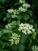 Photo of Genus=Viburnum&Species=dentatum&Common=Arrowwood Viburnum&Cultivar=